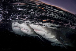 Title: Sharks Anonymous 
 by Christopher Borel 